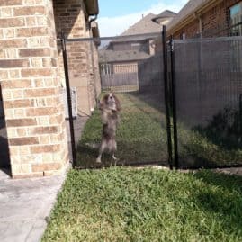 dog safely behind fence