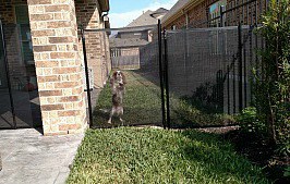 dog safely behind pool fence in houston