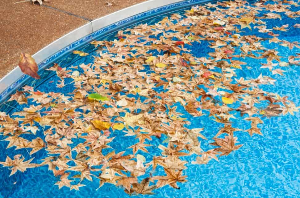 swimming pool cleaning Fall leaves with a pool fence