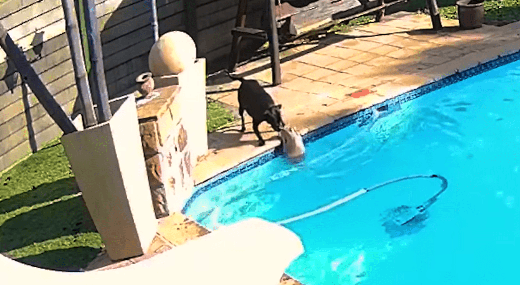 dog recues a drowning puppy in Houston