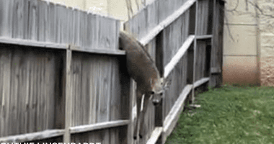 don't worry about this deer