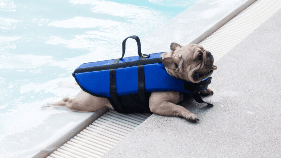 dog drowning facts